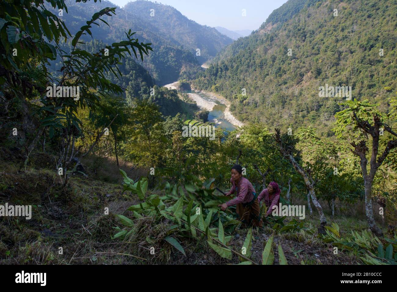 Le donne del villaggio raccolgono le foglie dell'albero nell'Himalaya anteriore, Nepal Foto Stock
