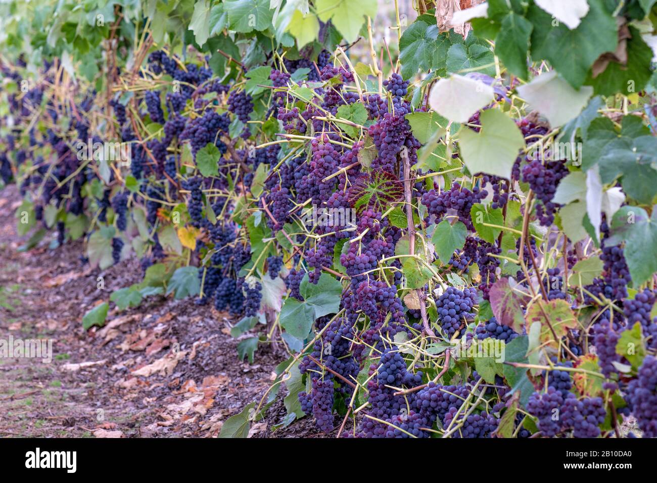 Fila di uve viola scuro mature, Oregon Foto Stock