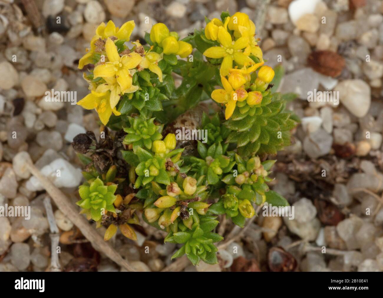 Cannuccia di sabbia, Galium arenarium, sulla spiaggia in Bretagna. Foto Stock