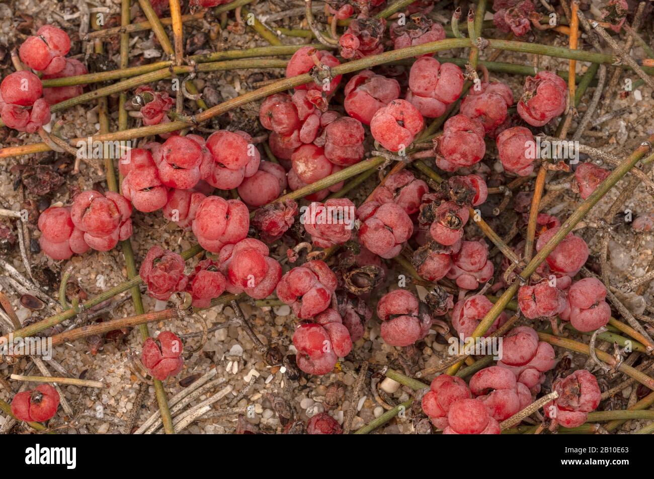 Uva da mare, Efedra distachya, su dune di sabbia, con coni femminili. Bretagna. Foto Stock