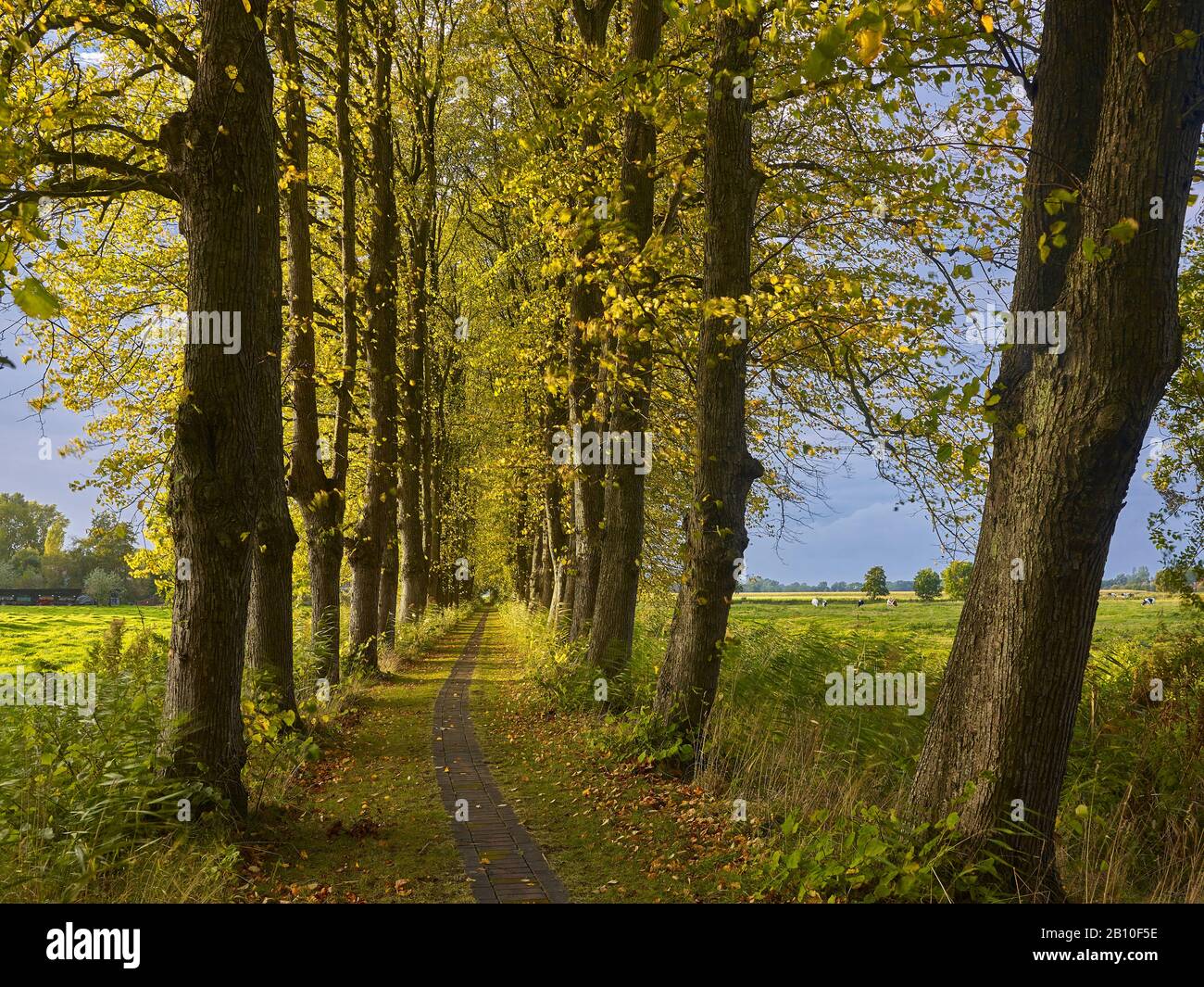 Lindenallee Bei Dorum, Land Wursten, Landkreis Cuxhaven, Bassa Sassonia, Germania Foto Stock