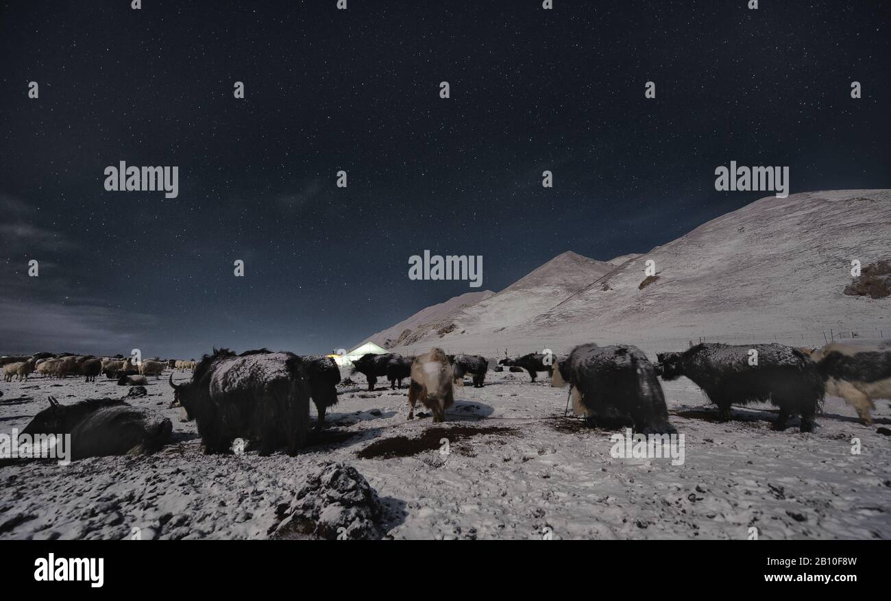 Uno spesso strato di brina copre i tuoni di notte mentre riposano nel campo nomade nelle alture dell'altopiano tibetano Foto Stock