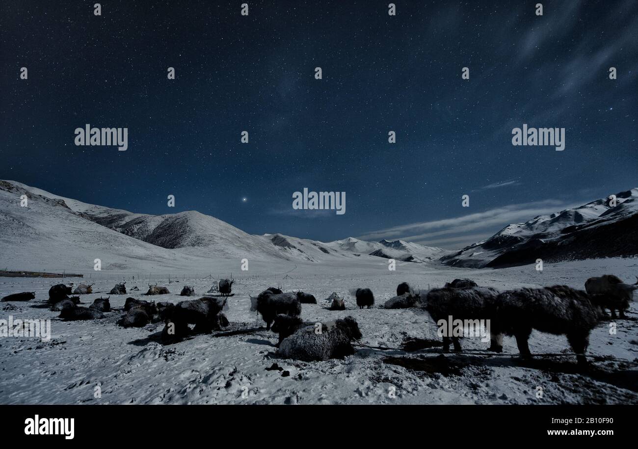 Uno spesso strato di brina copre i tuoni di notte mentre riposano nel campo nomade nelle alture dell'altopiano tibetano Foto Stock