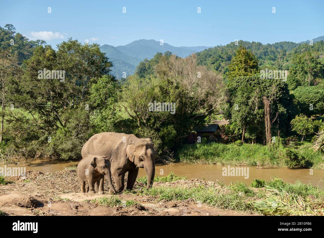 Elefante mucca con vitello elefante, Chiang mai, Thailandia Foto Stock