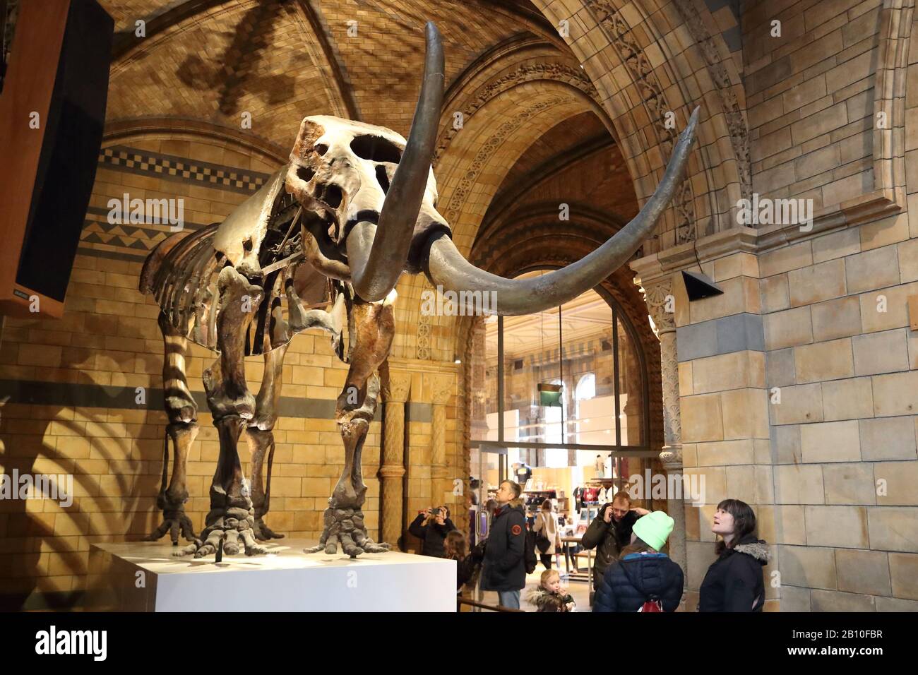 I visitatori studiano uno scheletro di mammut (Mammuthus primigenius) presso il National History Museum di Londra, Regno Unito Foto Stock