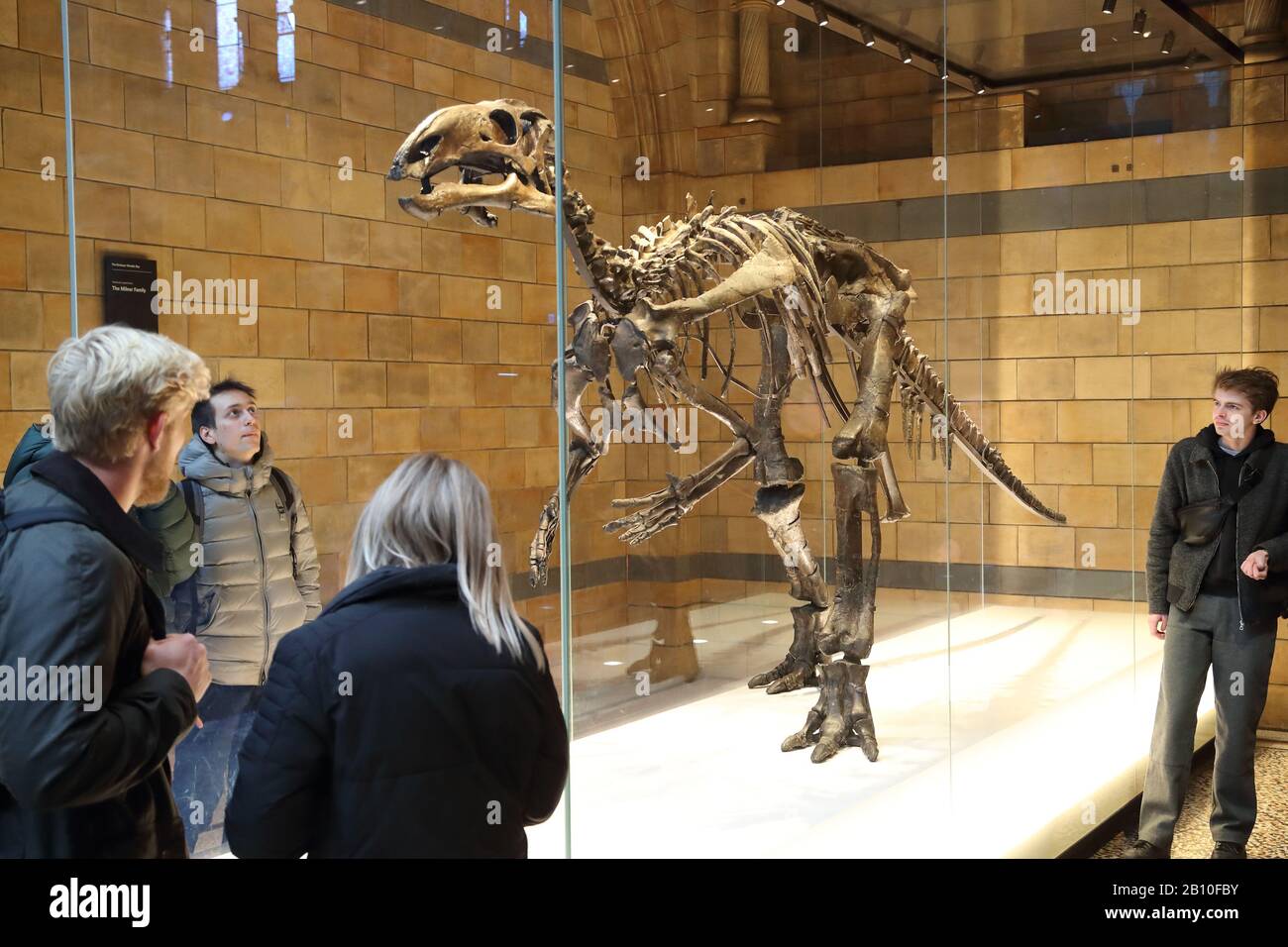 I visitatori studiano lo scheletro di dinosauri Iguanodon (Mantellissaurus artherfieldensis) al National History Museum, Londra, Regno Unito Foto Stock