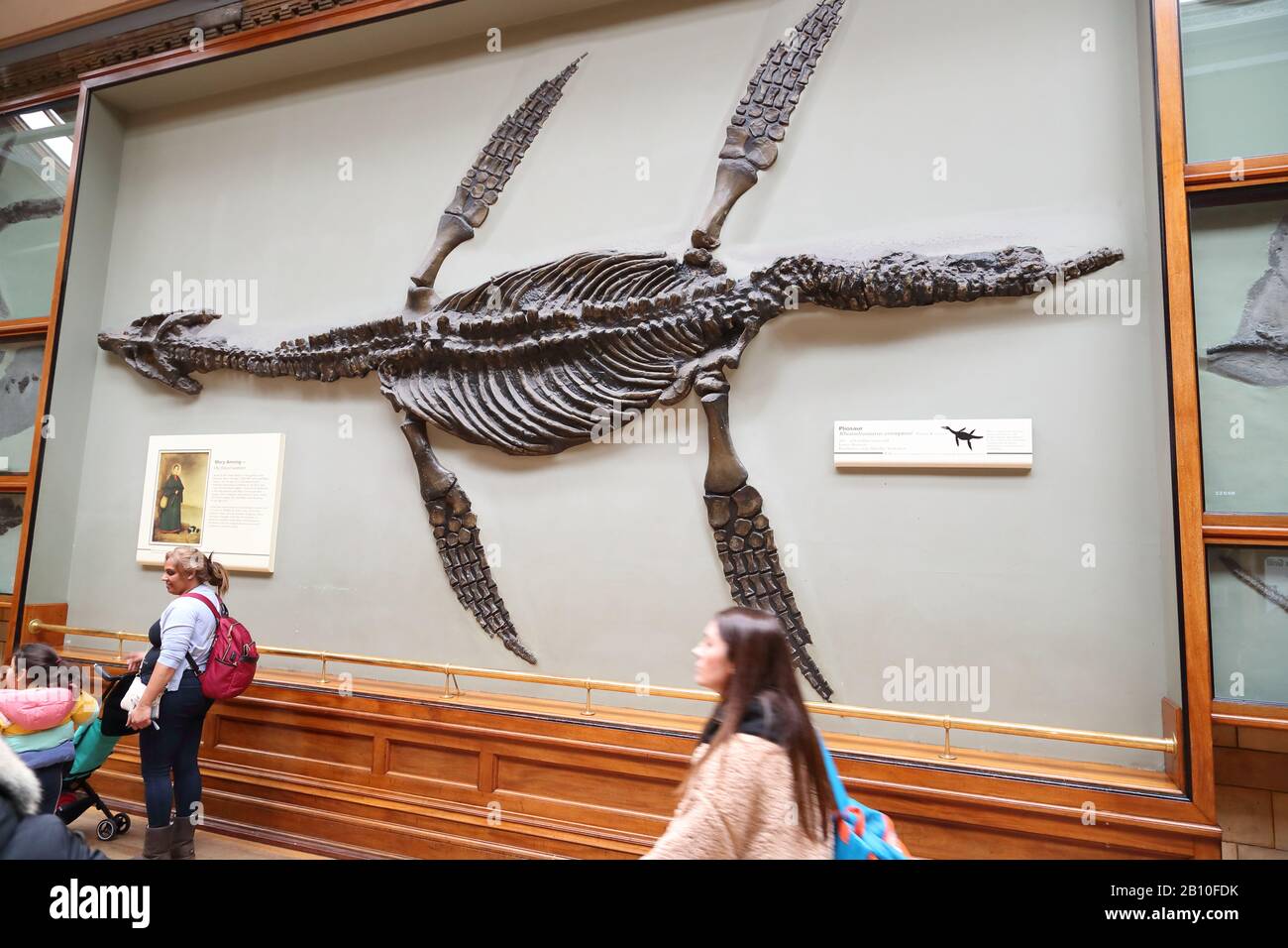 Un fossile di Pliosaur al National History Museum di Londra, Regno Unito Foto Stock