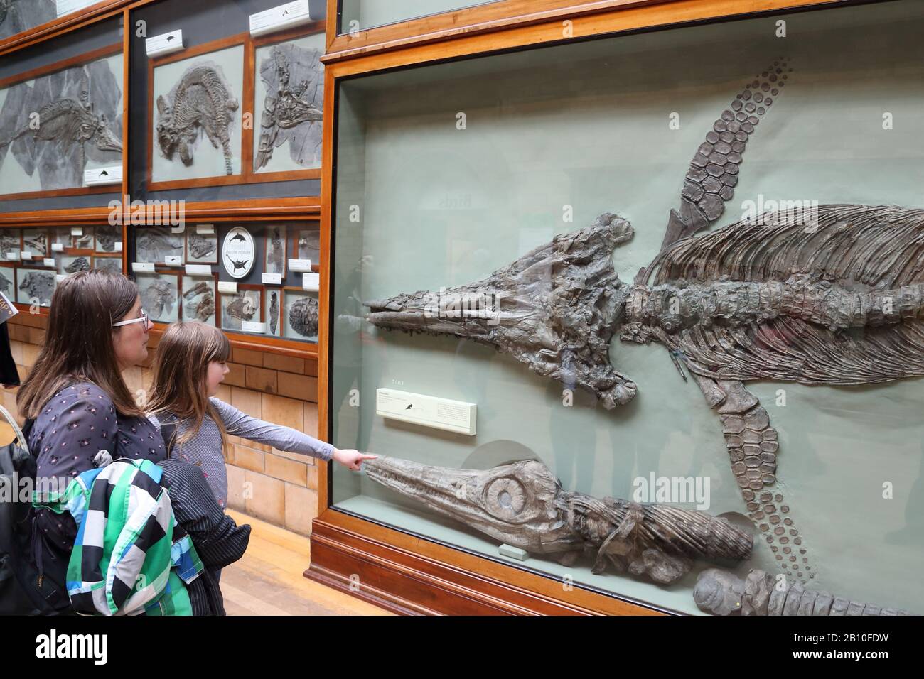 I visitatori studiano un fossile di Ichthyosaur al National History Museum di Londra, Regno Unito Foto Stock