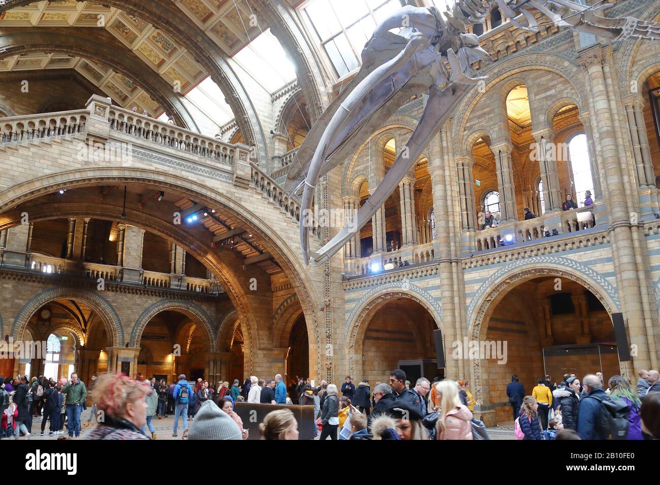 Visitatori all'interno della sala centrale del National History Museum, Londra, Regno Unito Foto Stock