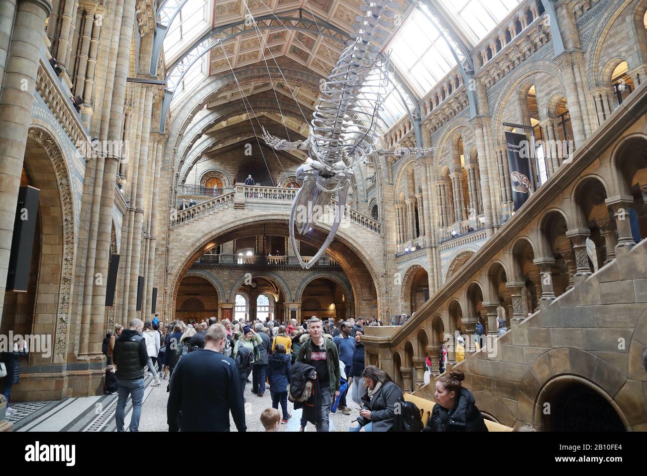 Visitatori all'interno della sala centrale del National History Museum, Londra, Regno Unito Foto Stock