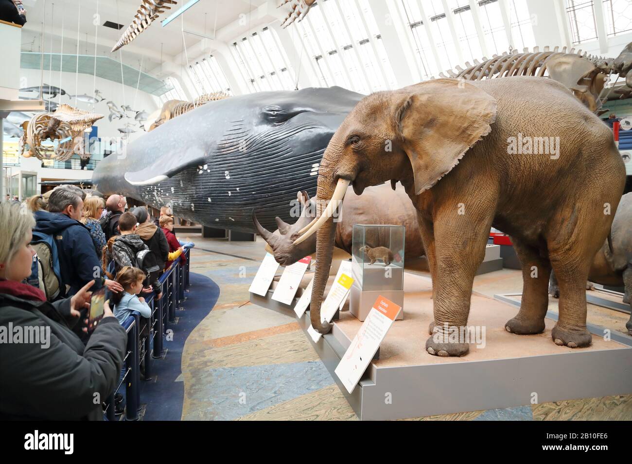 Modelli a grandezza naturale di mammiferi al National History Museum di Londra, Regno Unito Foto Stock