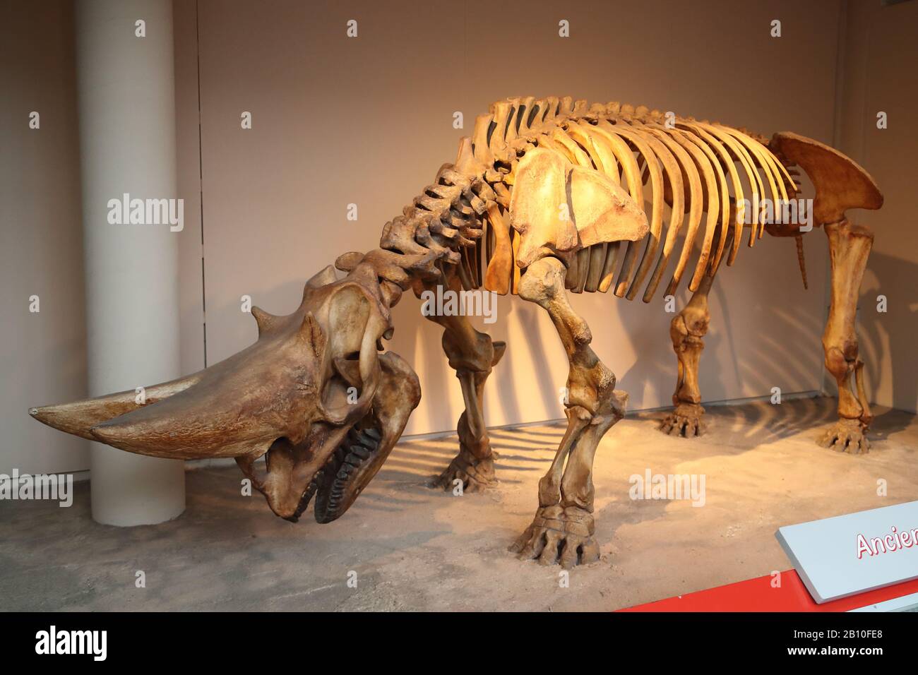 Scheletro di un Arsinoitherium al National History Museum di Londra, Regno Unito Foto Stock