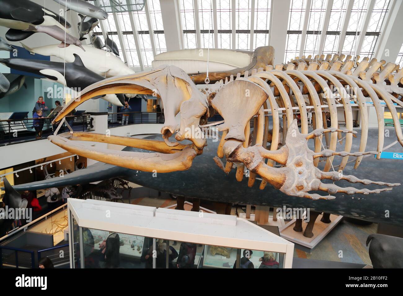 Scheletro di balene al National History Museum di Londra, Regno Unito Foto Stock