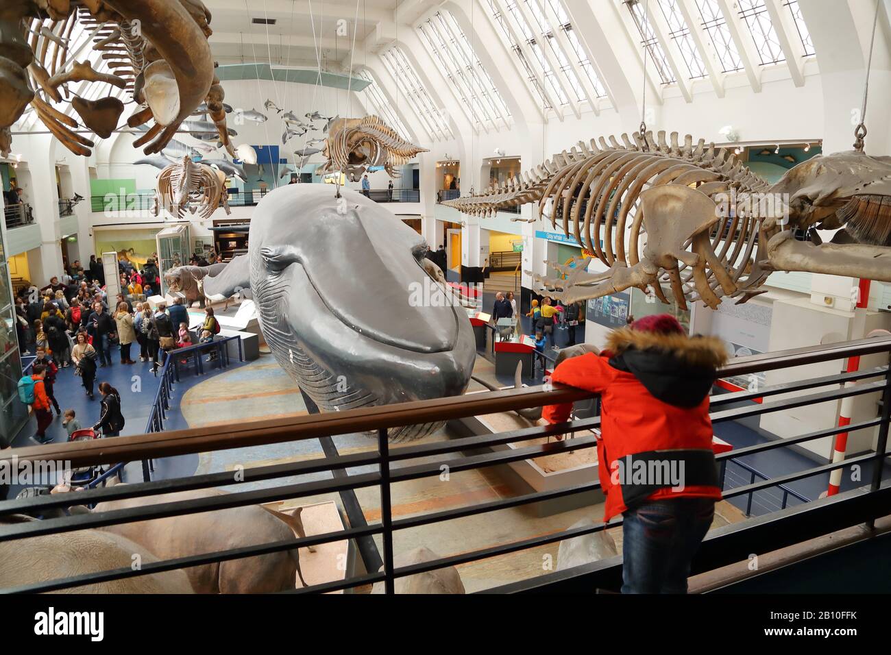Modelli a grandezza naturale di mammiferi al National History Museum di Londra, Regno Unito Foto Stock