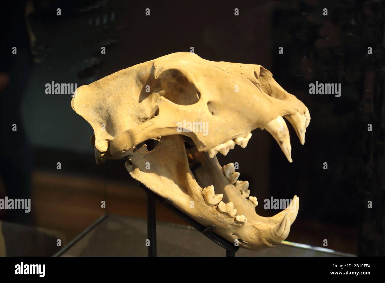 Il cranio del leone barbaio al National History Museum di Londra, Regno Unito Foto Stock