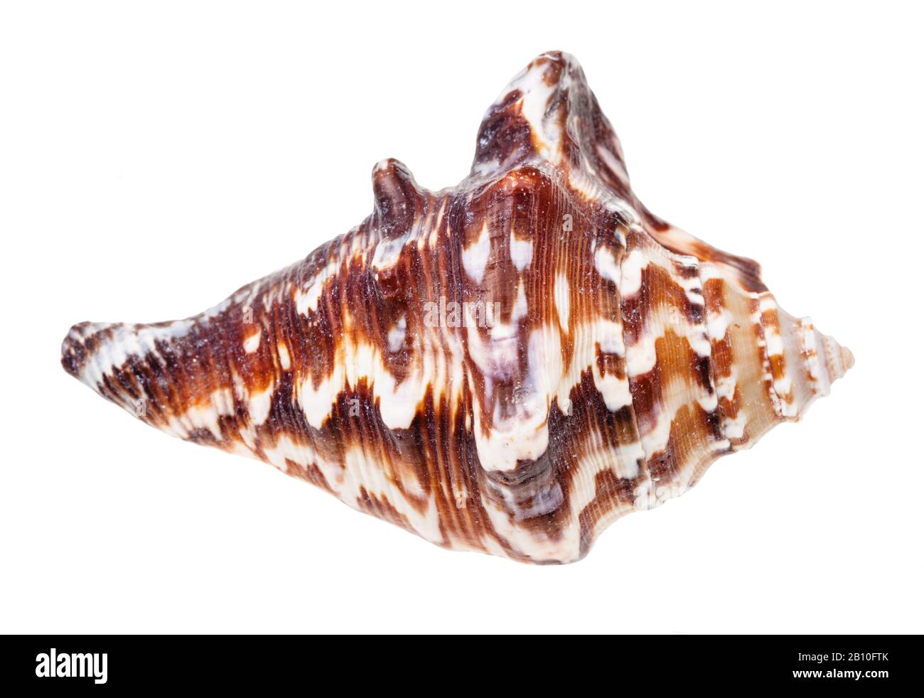 guscio marrone scuro del mollusco muricidae isolato su sfondo bianco Foto Stock