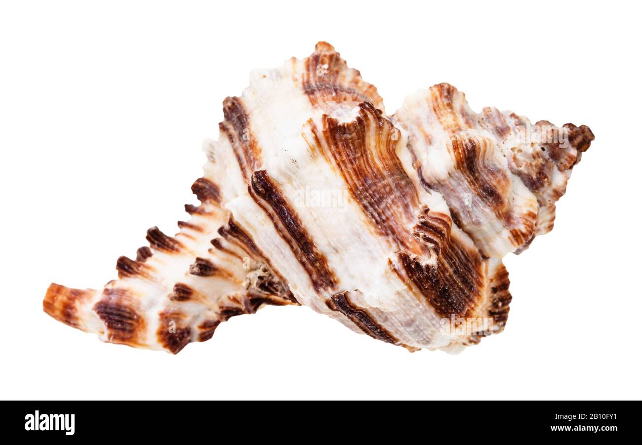 conchiglia bruna striata di muricidae mollusco isolato su sfondo bianco Foto Stock