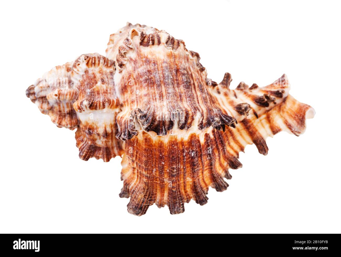 conchiglia dei molluschi moricidi marroni, isolata su sfondo bianco Foto Stock
