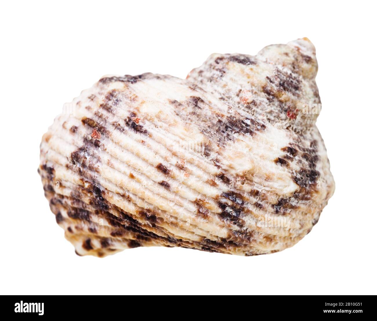 guscio di molluschi bianchi isolato su sfondo bianco Foto Stock