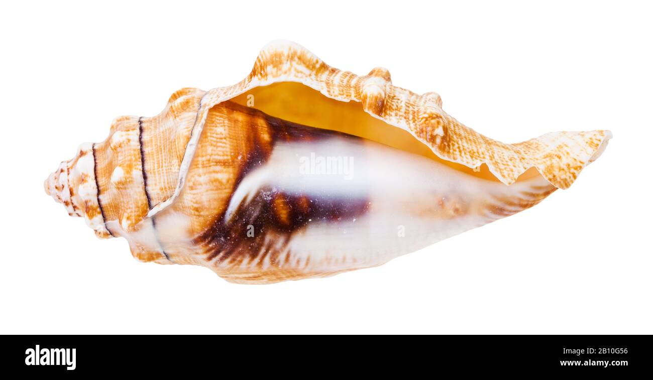 conca vuota di lumaca di mare isolata su sfondo bianco Foto Stock