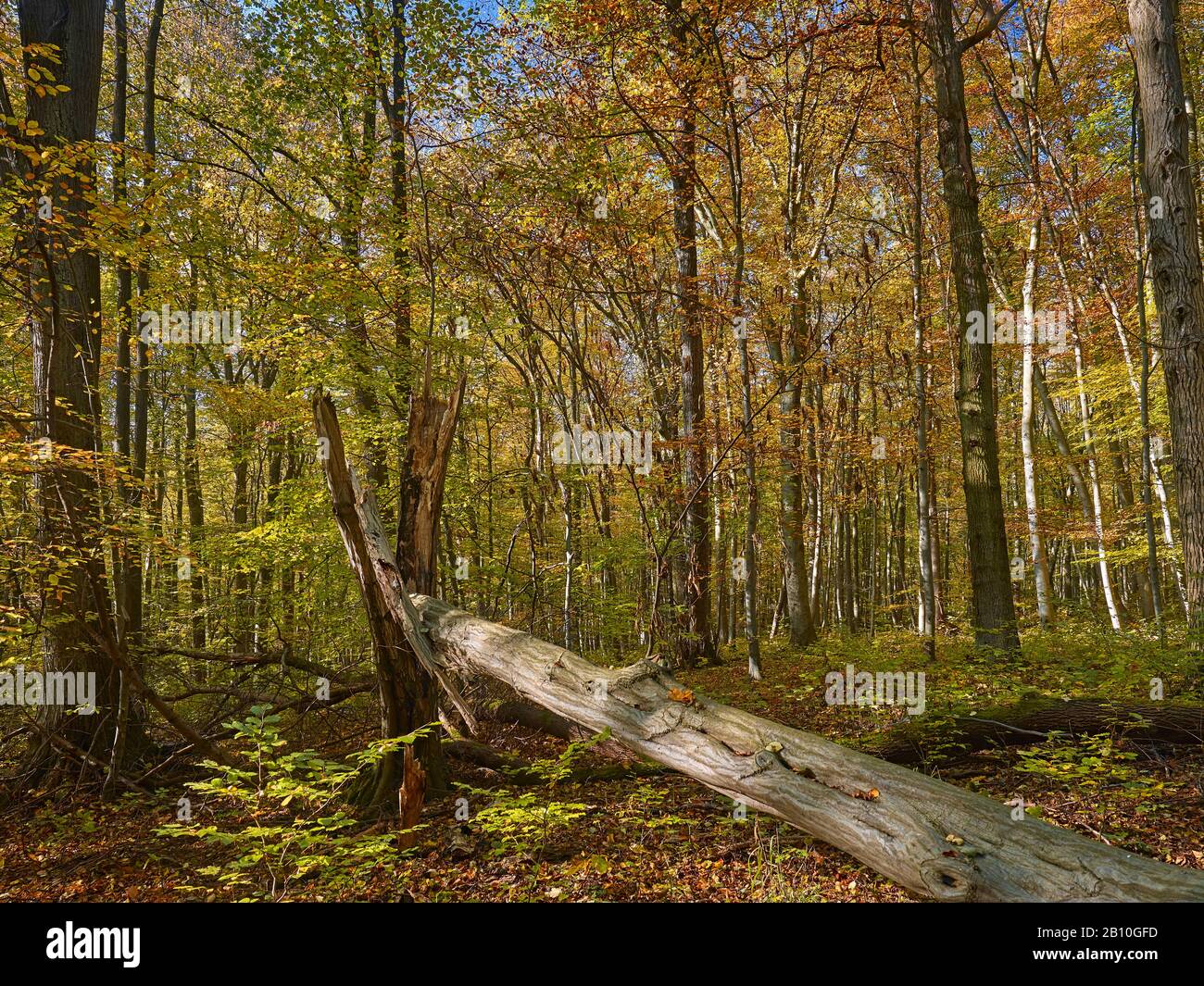 Autunno con legno morto nel Parco Nazionale dell'Hainich, Turingia, Germania Foto Stock