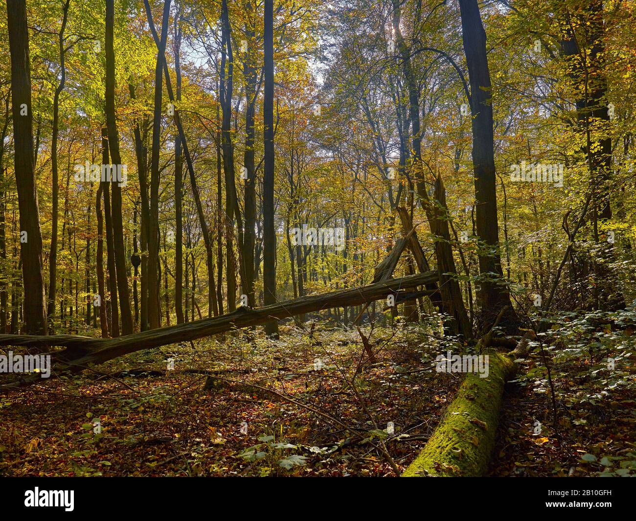 Autunno con legno morto nel Parco Nazionale dell'Hainich, Turingia, Germania Foto Stock