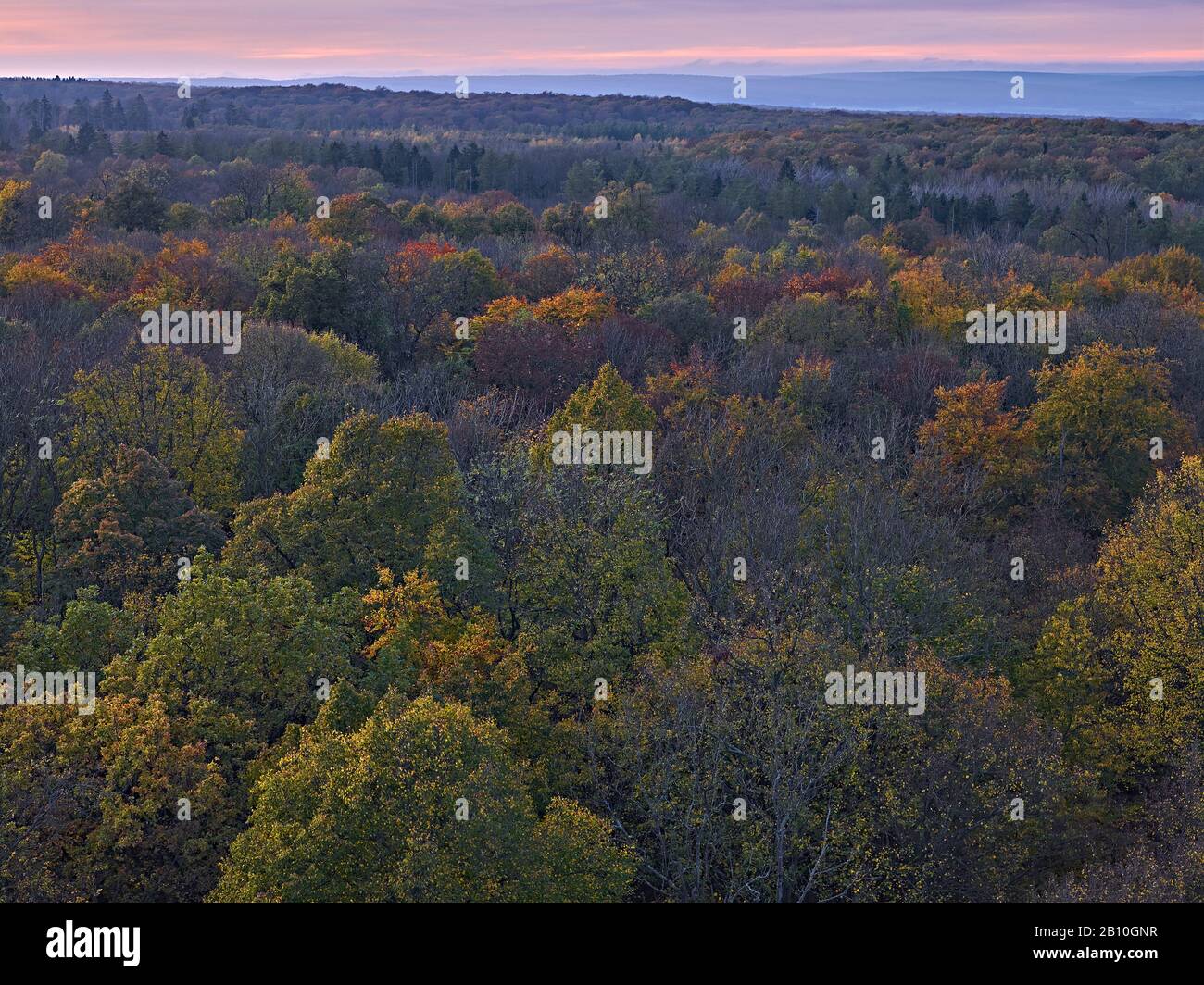 Serata sole sull'Hainich dal sentiero degli alberi nel Parco Nazionale, Turingia, Germania Foto Stock