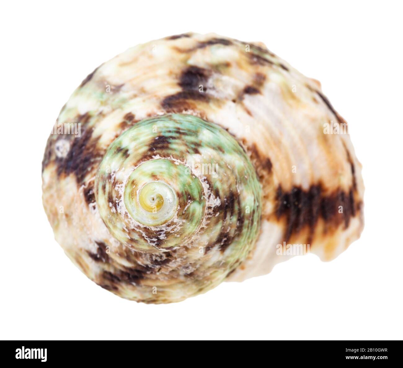 conca spottata di verde e marrone di mollusco dei whelk isolato su sfondo bianco Foto Stock