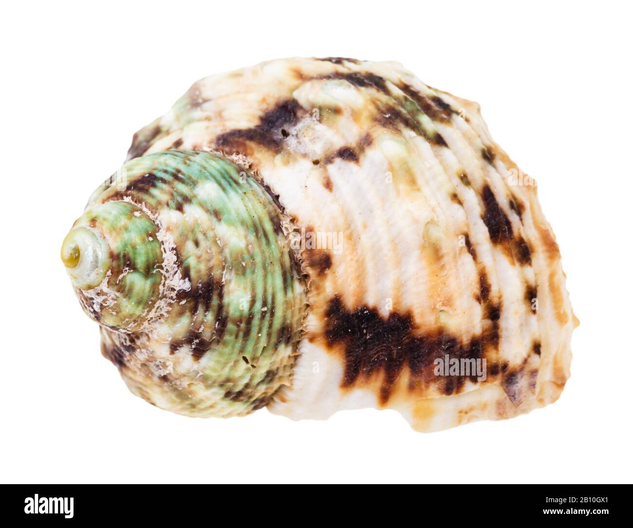 guscio spottato di helix verde e marrone del mollusco dei whelk isolato su sfondo bianco Foto Stock