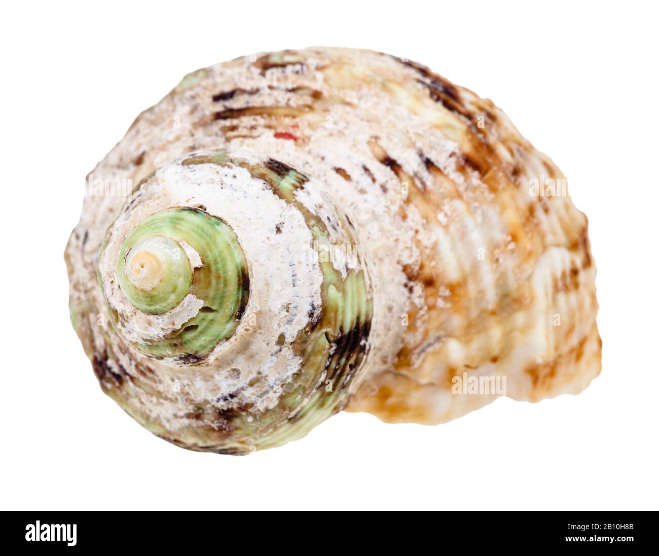 vecchio guscio di helix del mollusco di whelk isolato su sfondo bianco Foto Stock