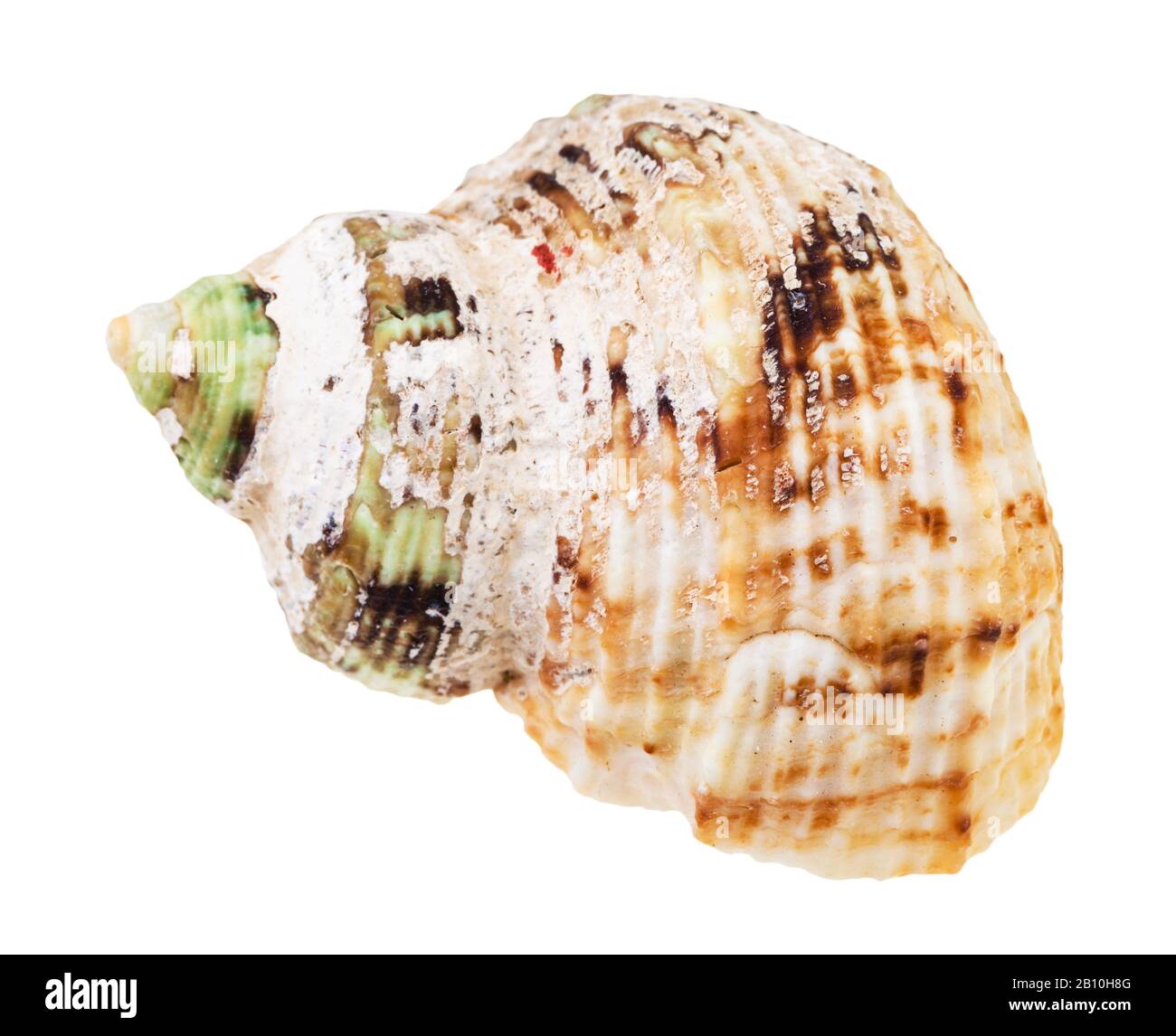 vecchio guscio di mollusco whelk isolato su sfondo bianco Foto Stock