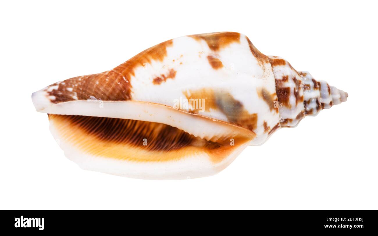 shell vuota del mollusco di whelk isolato su sfondo bianco Foto Stock