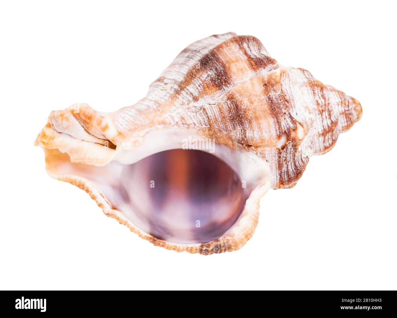 guscio vuoto di lumaca whelk isolato su sfondo bianco Foto Stock