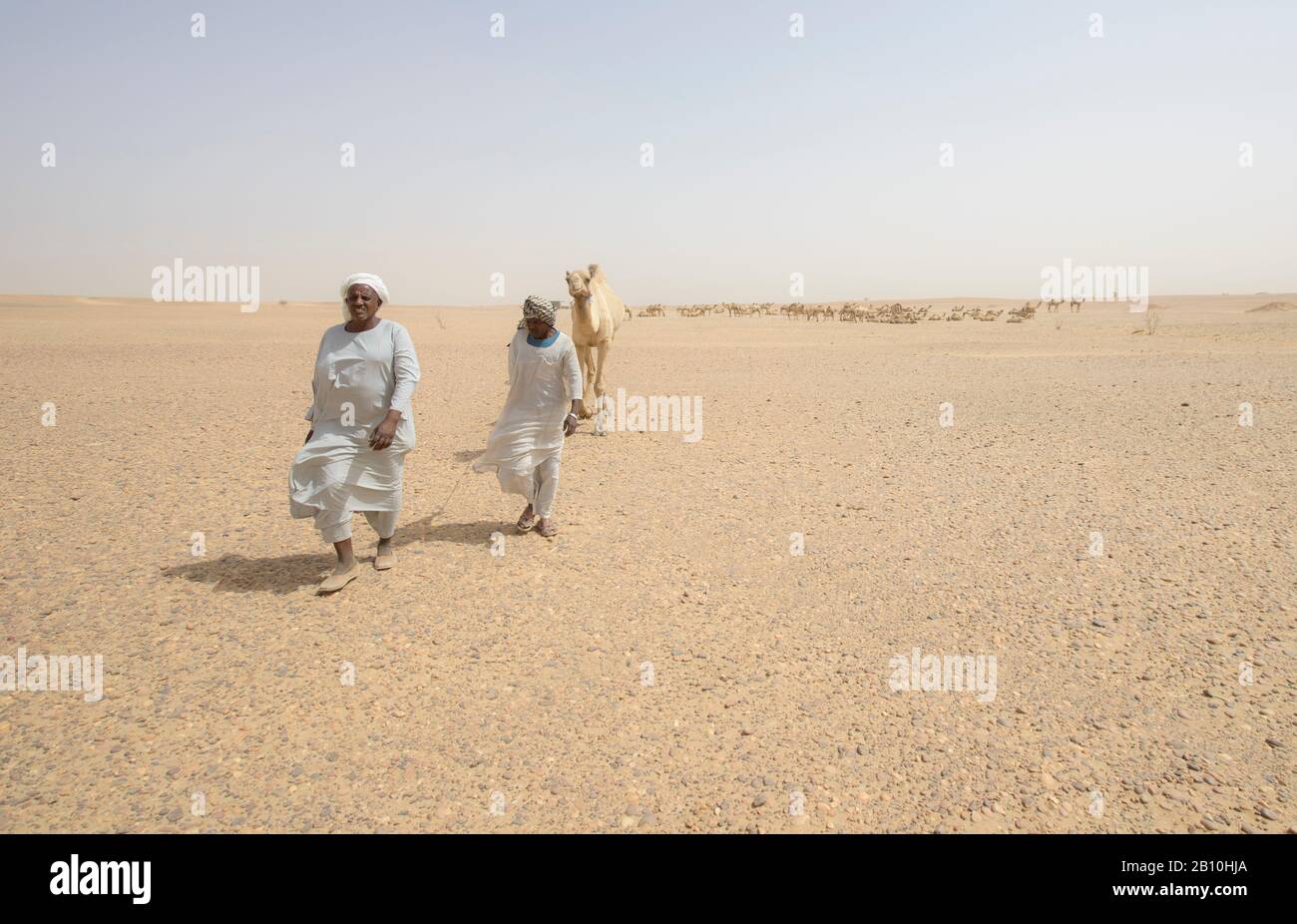 Sahara conducente cammello, Sudan Foto Stock
