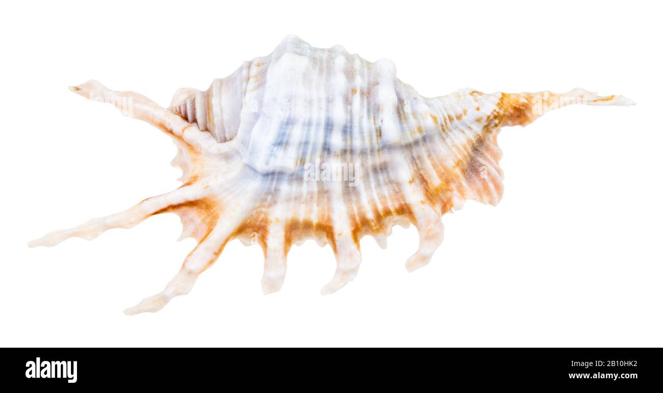 guscio blu di murex lumaca isolato su sfondo bianco Foto Stock