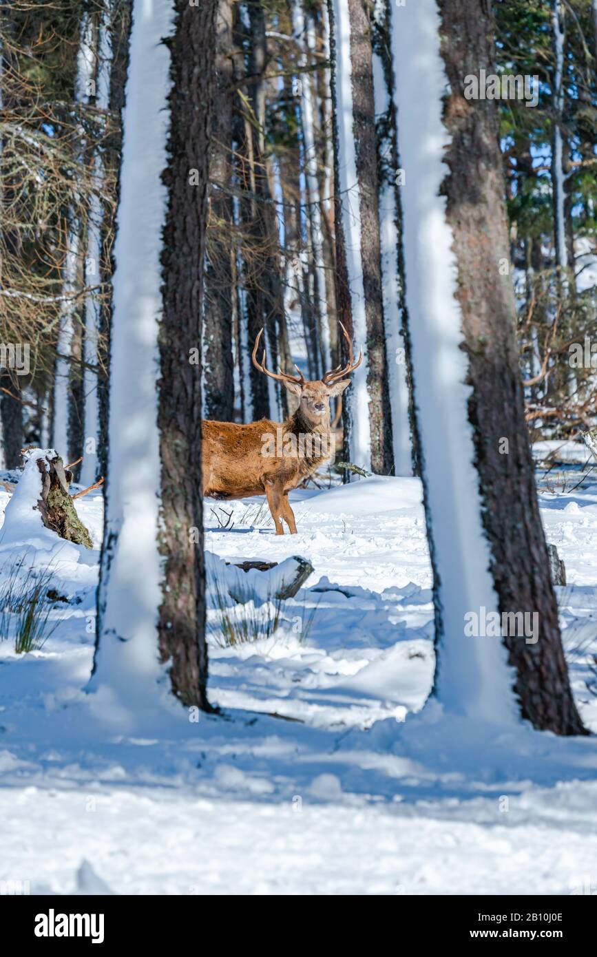 Cervo rosso scozzese (Cervus elaphus) nella foresta invernale innevata in Scozia Foto Stock
