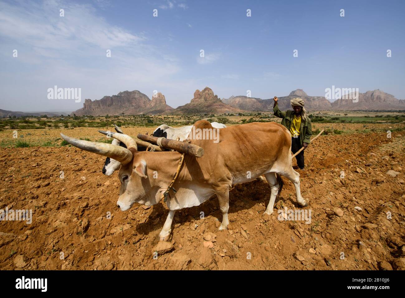 Tigray uomo lavora nei campi con le sue mucche, Gheralta, Tigray, Etiopia Foto Stock