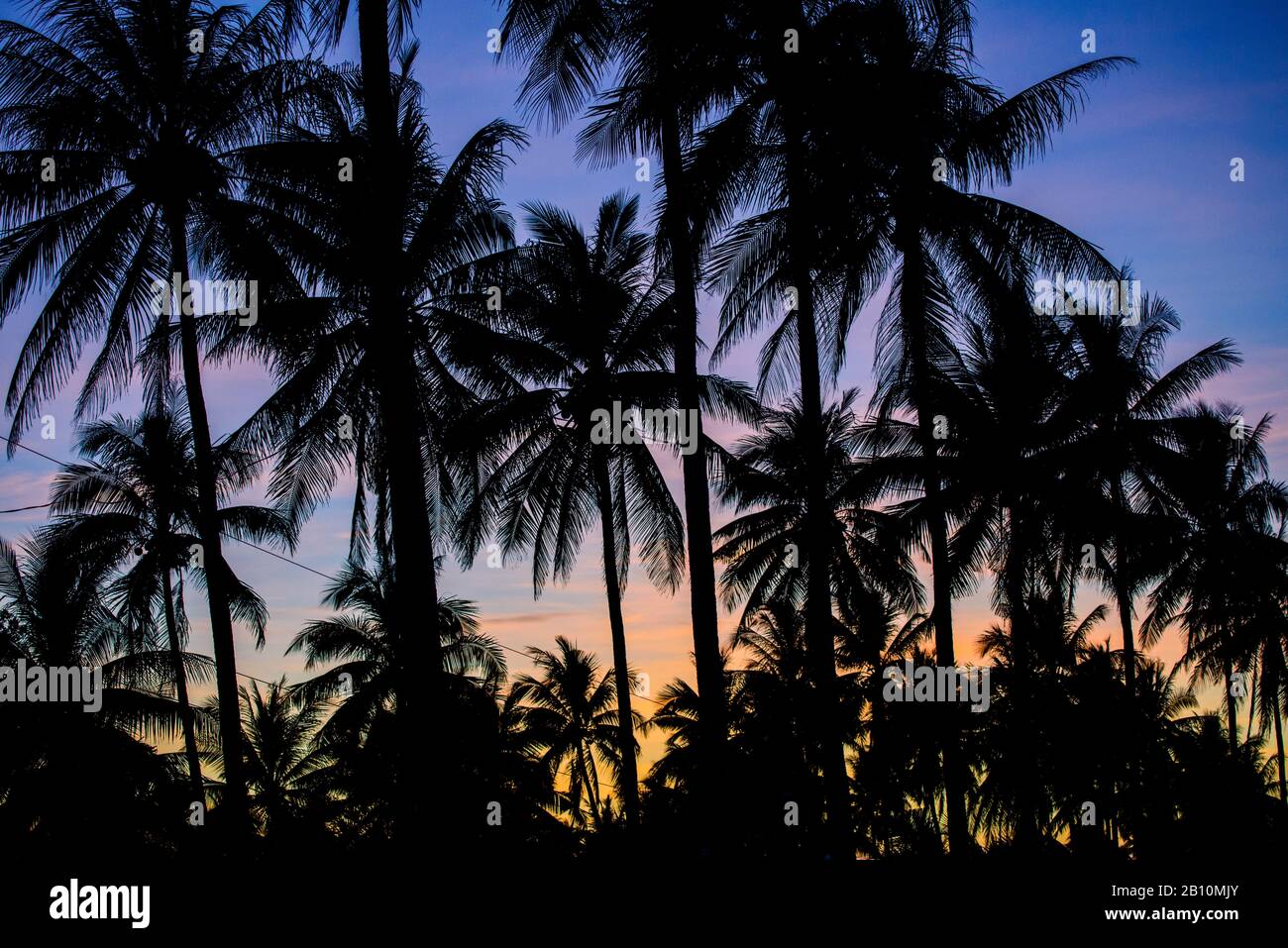 Alberi di palma da Luzon meridionale, Filippine Foto Stock