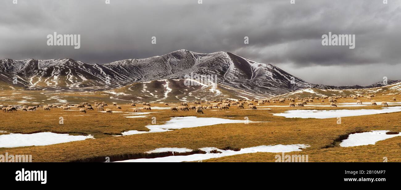 Pecore pascolano a 4600 m sull'altopiano tibetano, provincia di Qinghai, Cina Foto Stock
