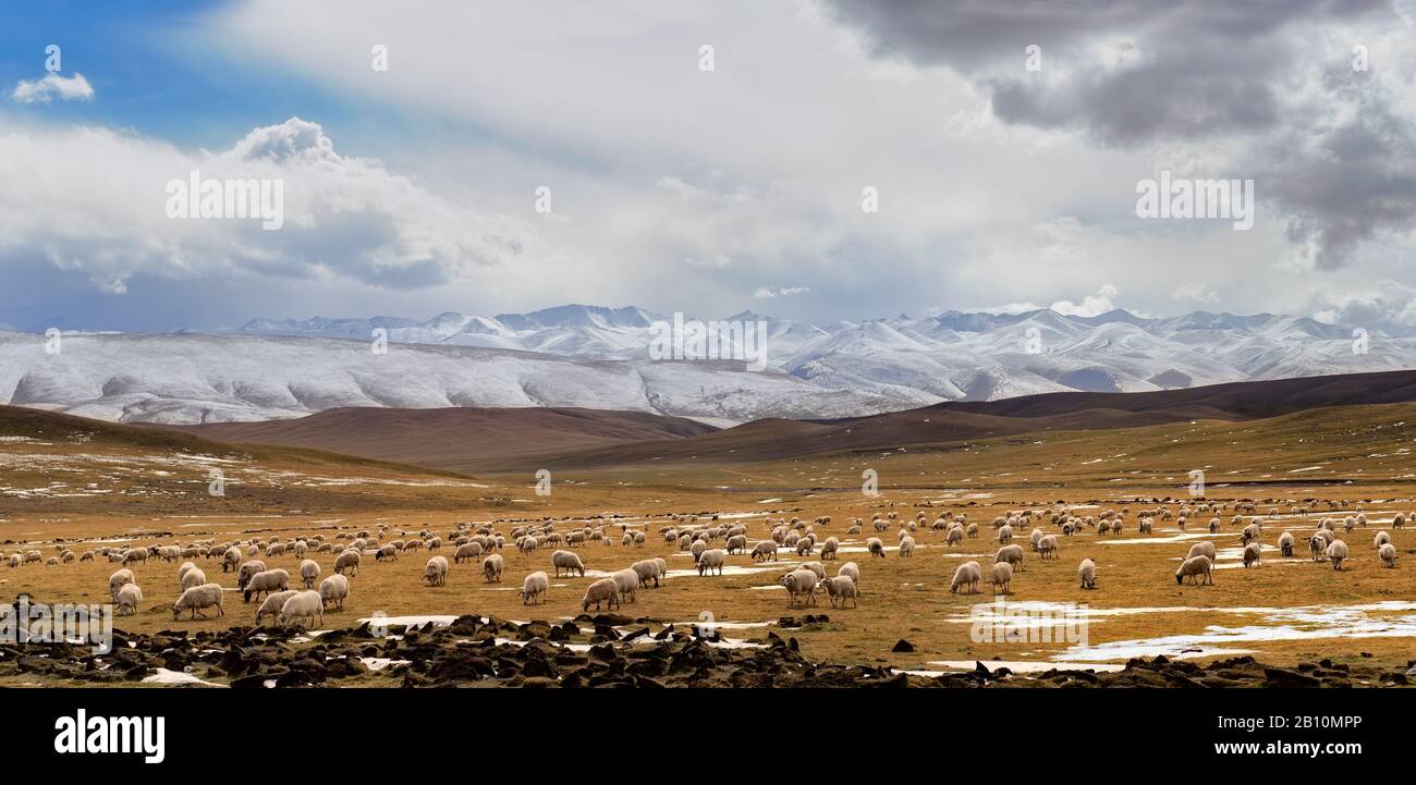 Pecore pascolano a 4600 m sull'altopiano tibetano, provincia di Qinghai, Cina Foto Stock