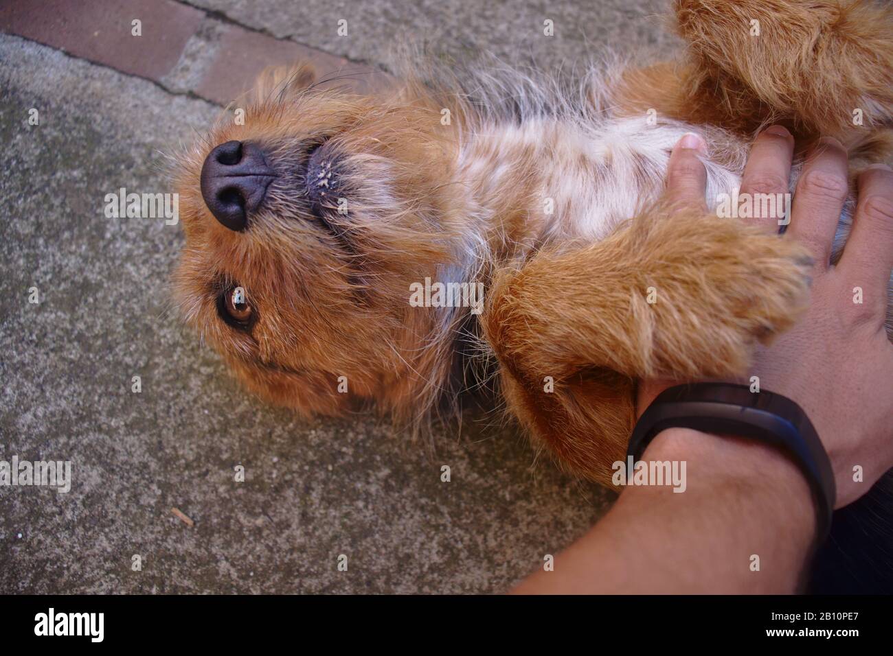 un cane cute che ottiene un rub del ventre da un uomo che indossa l'orologio di idoneità. Foto Stock