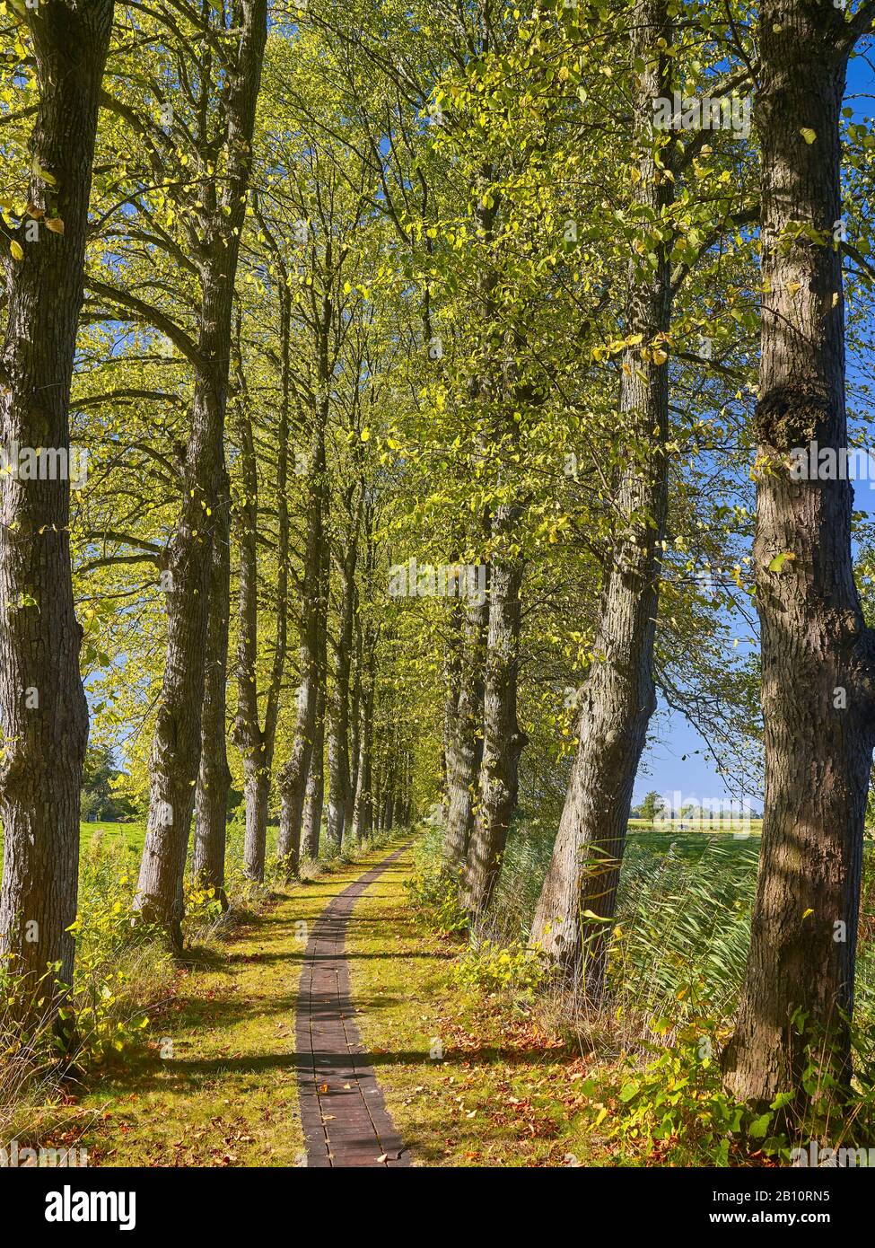 Lindenallee Bei Dorum, Land Wursten, Landkreis Cuxhaven, Bassa Sassonia, Germania Foto Stock