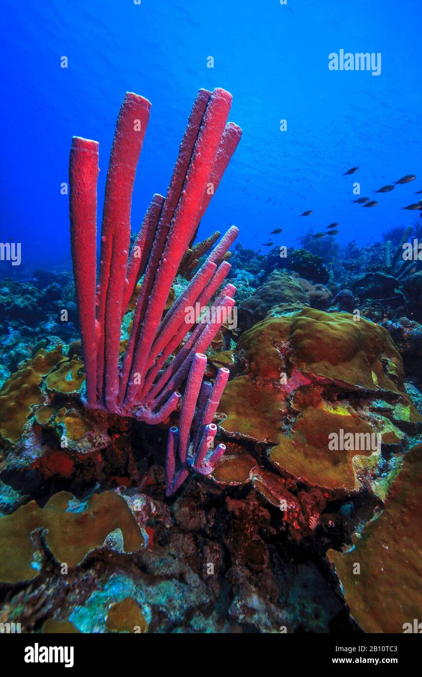 Barriera corallina caraibica con closeup di spugna tubo stufa Foto Stock