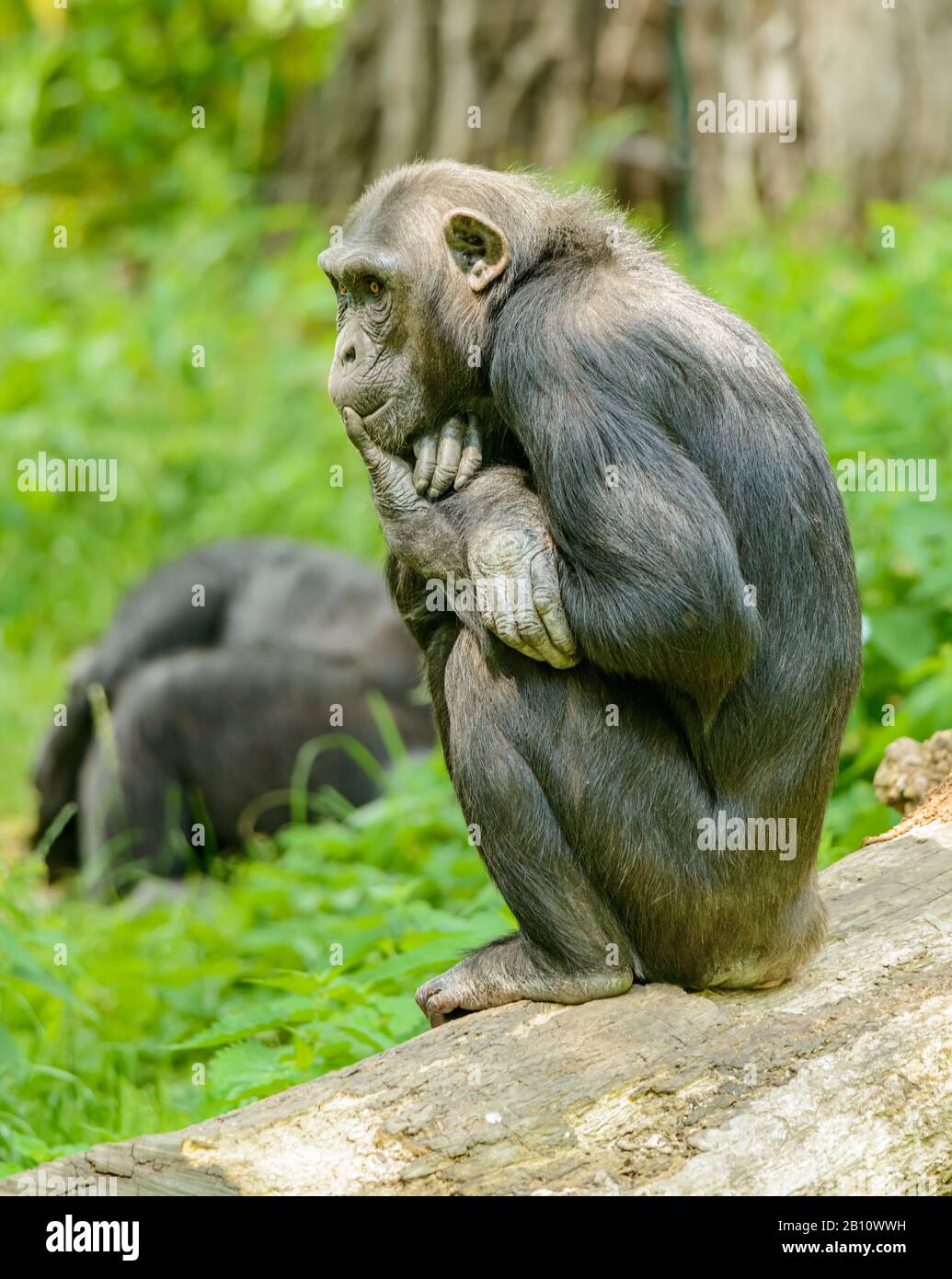 scimpanzee seduto su un ceppo e pensare, in zoo Foto Stock