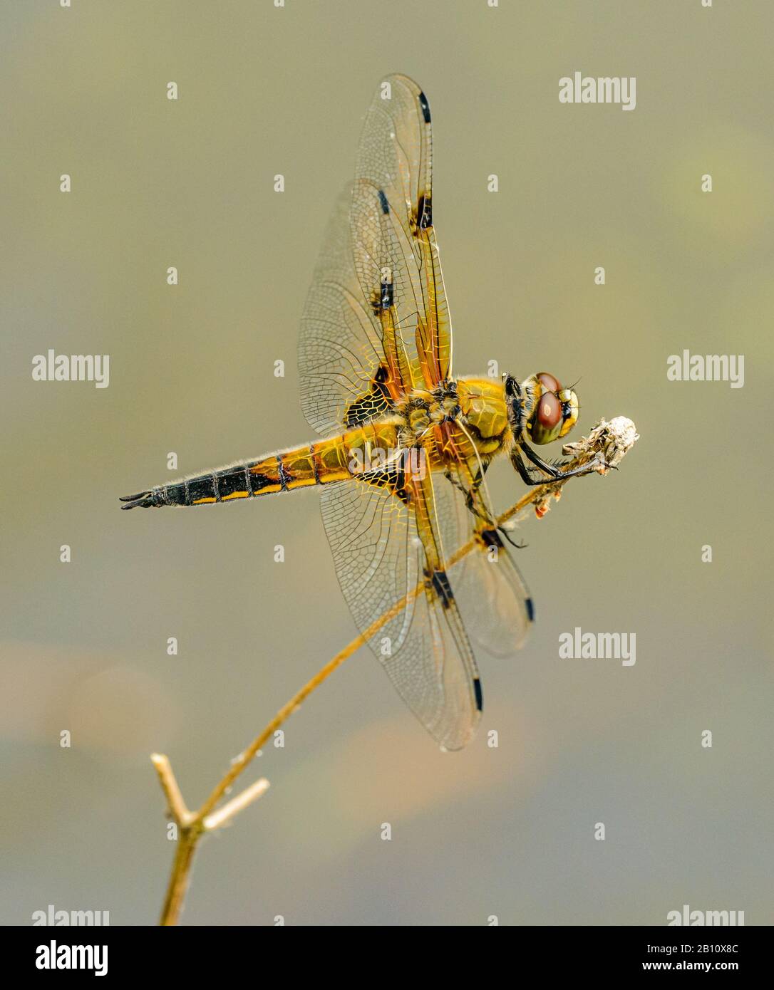 giallo arancio libellula seduta su vegetazione secca, selvaggio Foto Stock