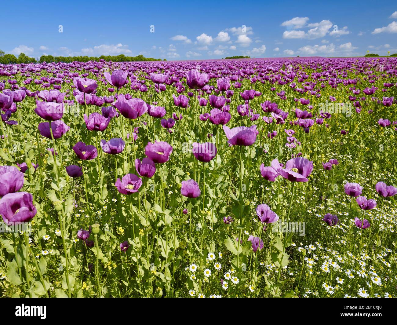 Papavero di oppio in fiore (Papaver somniferum) in un campo in Turingia, Germania Foto Stock