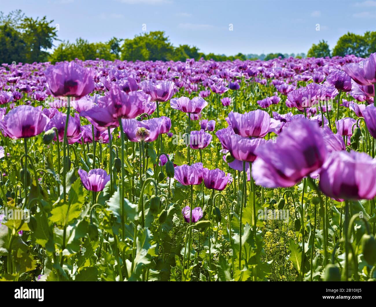 Papavero di oppio in fiore (Papaver somniferum) in un campo in Turingia, Germania Foto Stock