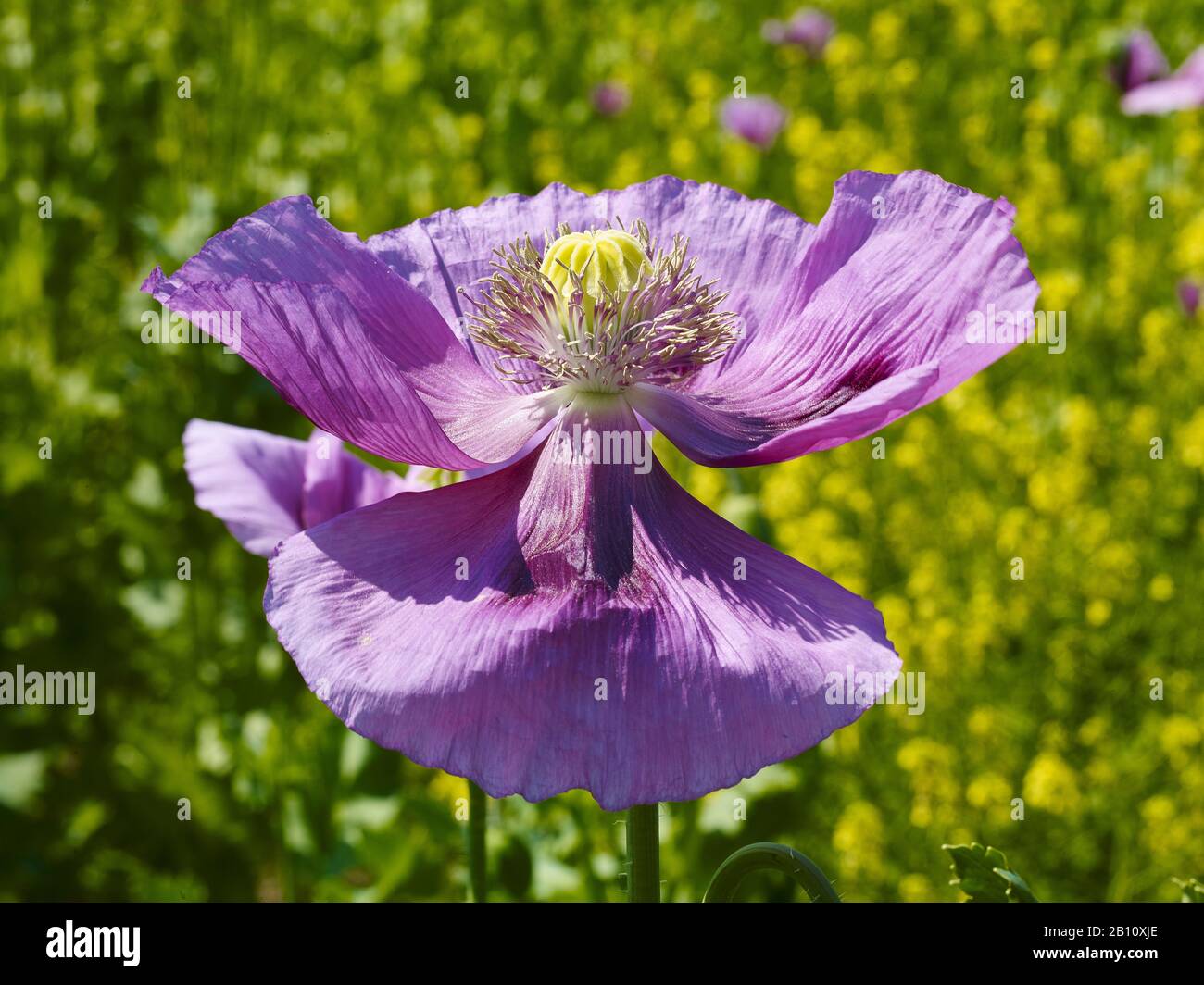 Papavero di oppio in fiore (Papaver somniferum) in un campo in Turingia, Germania Foto Stock