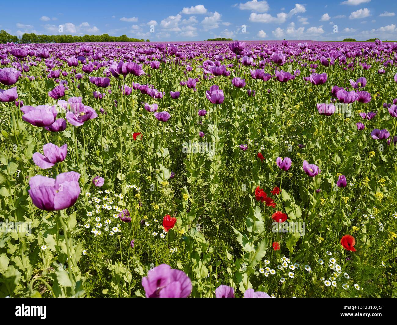 Papavero di oppio in fiore (Papaver somniferum) in un campo in Turingia, Germania Foto Stock