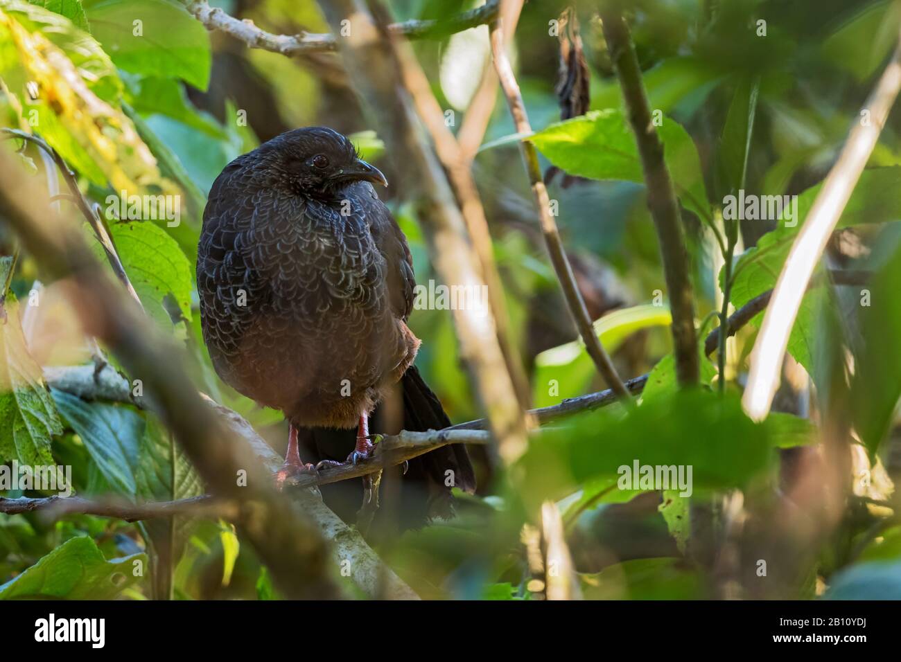 Guan andino - Penelope montagnii, uccello andino speciale, Yanachocha, Ecuador. Foto Stock